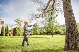Best Emergency Tree Removal  in West Rancho Dominguez, CA