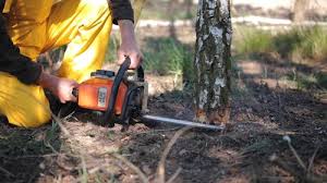 Trusted West Rancho Dominguez, CA Tree Services Experts