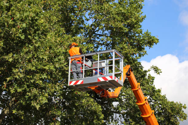 Leaf Removal in West Rancho Dominguez, CA