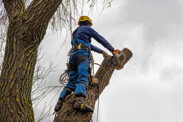 Best Stump Grinding and Removal  in West Rancho Dominguez, CA