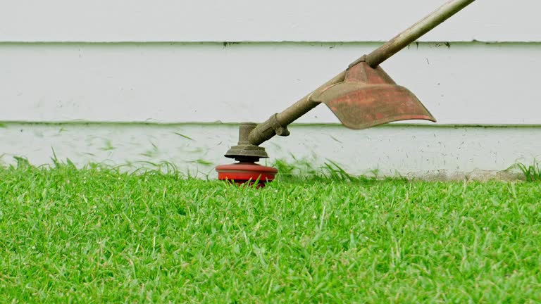 Best Tree and Shrub Care  in West Rancho Dominguez, CA