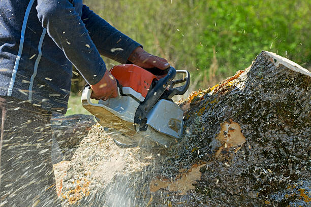 How Our Tree Care Process Works  in  West Rancho Dominguez, CA